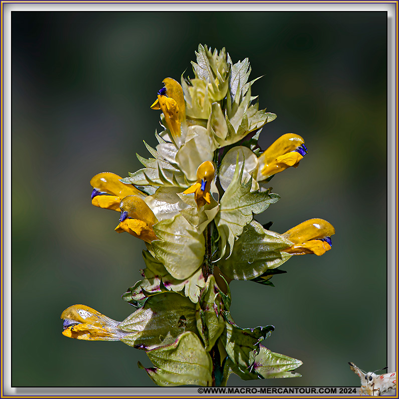 Rhinanthe crête de coq